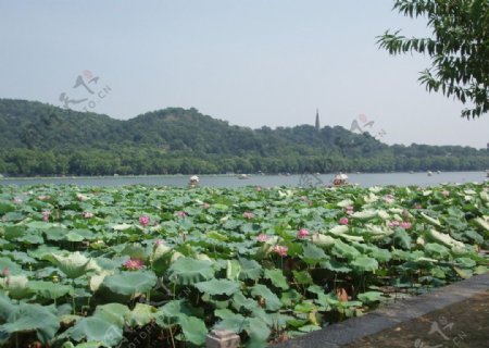 浙江杭州西湖风景图片