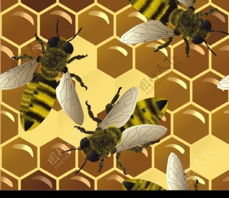 矢量蜜蜂图片