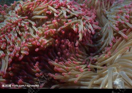海洋素材珊瑚海葵图片