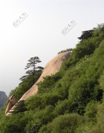 华山松树图片