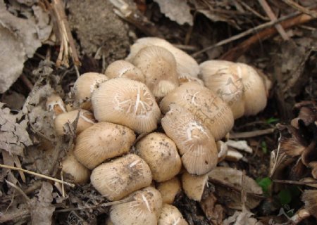 树林里生长的野蘑菇图片