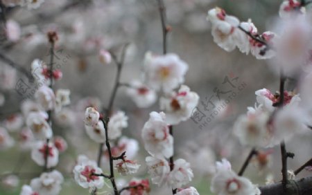梅花春天花卉图片