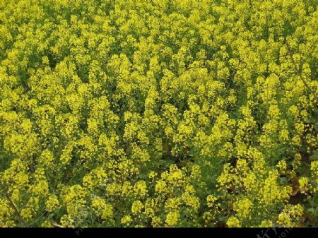 油菜花开图片