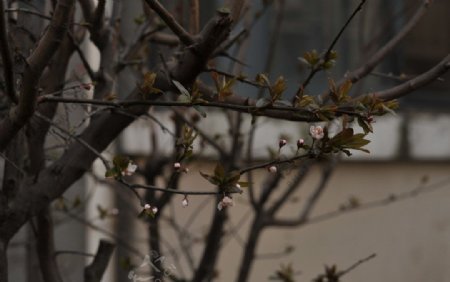 自然摄影桃花樱花图片