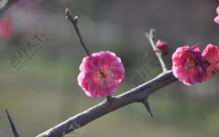 梅花红图片