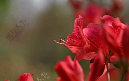 鲜花满山红图片