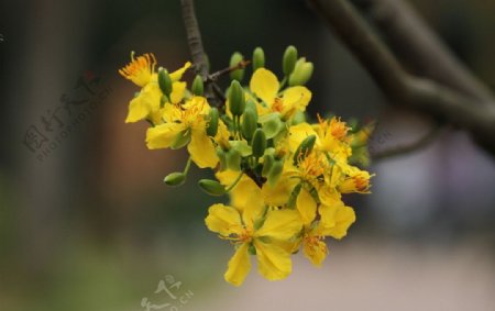 泰国金莲花图片