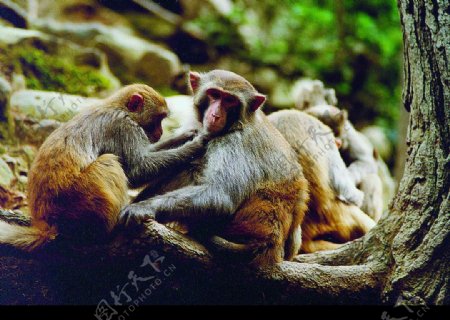 群猴嘻戏图片