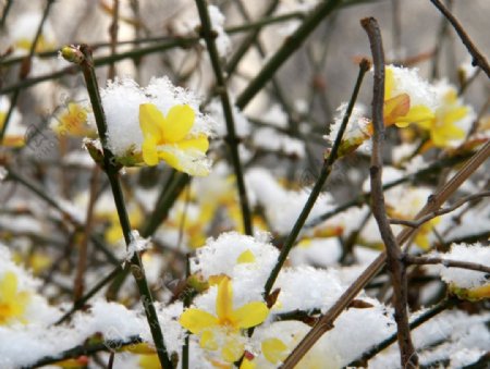 雪中的迎春花图片