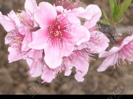 桃花节图片