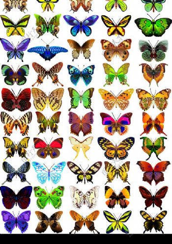 50款多彩蝴蝶标本图片