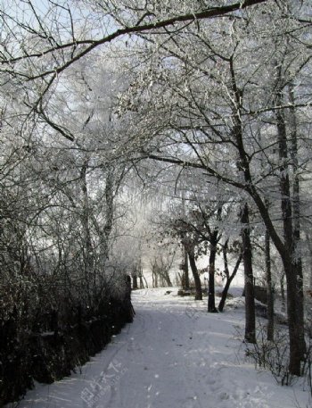 清晨雪树木小路景色图片