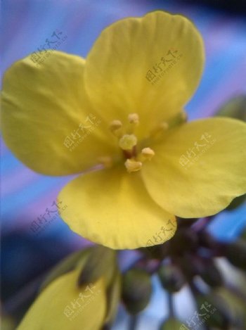 黄色花蕾图片