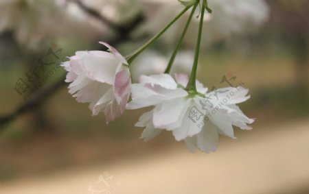 白色海棠图片