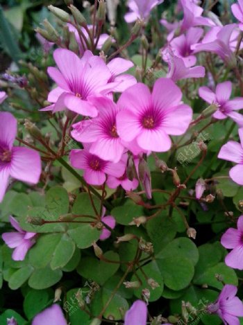 粉紫色小花图片