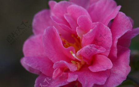 粉红花朵特写图片