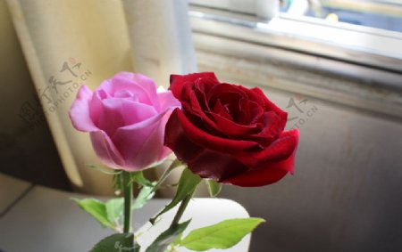 温馨玫瑰图片