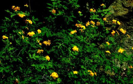 绿叶黄花岩石图片
