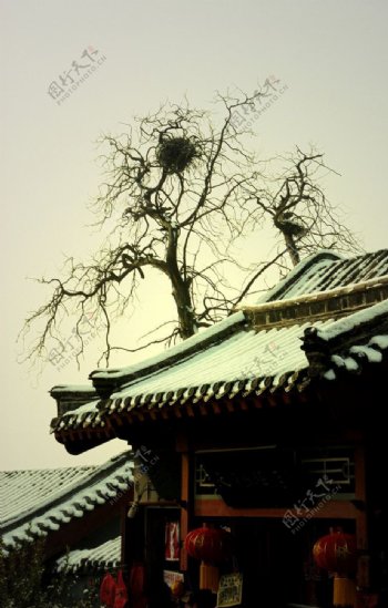 寺庙与老树图片