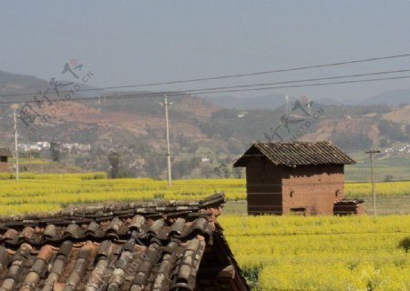 油菜花田图片