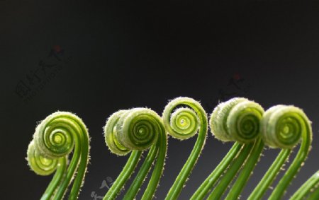 蕨类植物图片