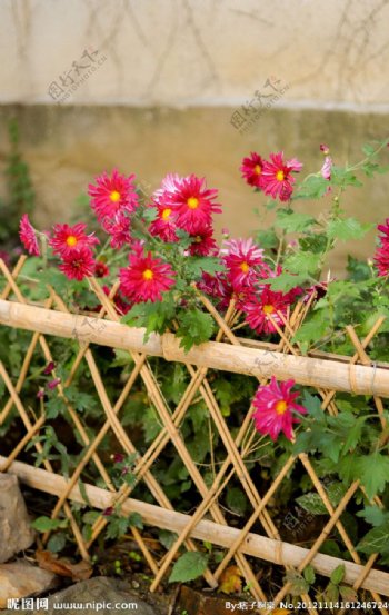 篱笆菊花图片