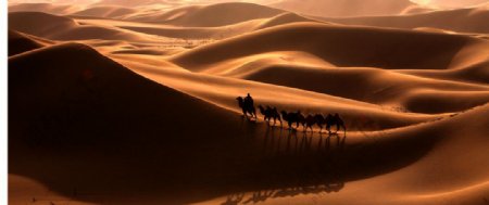 沙漠驼影图片