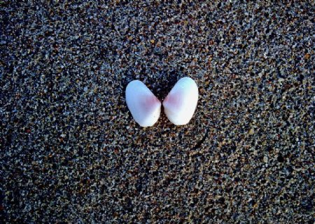 沙滩白贝壳图片