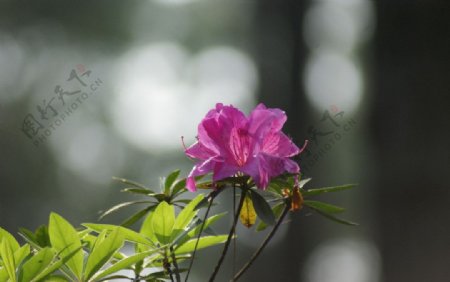 杜鹃花图片