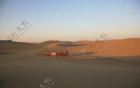 巴丹吉林沙漠驼队图片