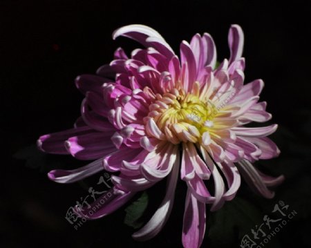 粉菊花图片