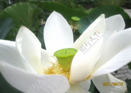 白色莲花图片