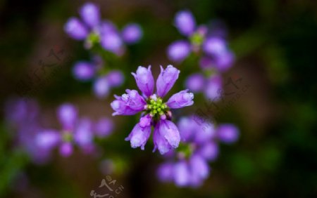 紫花假龙头图片