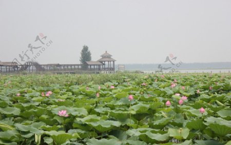 微山湖荷园图片