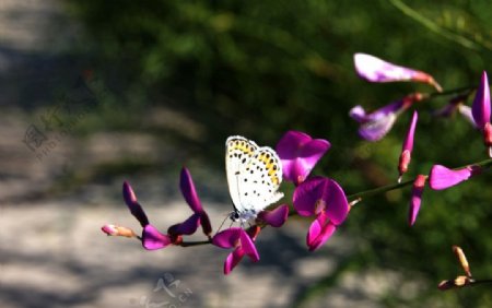 蝴蝶与花图片