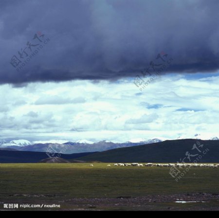 西藏草原牧羊图片