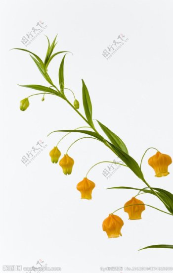 小黄花鲜花背景图片