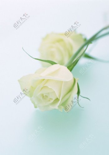 白色玫瑰图片