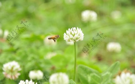 小蜜蜂和花图片