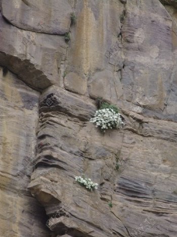 峭壁上的花朵图片