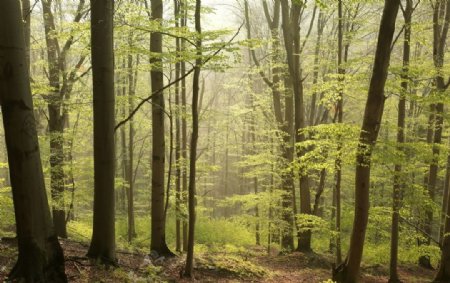 森林树林树木图片