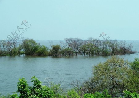 湖与树图片