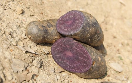 紫土豆图片