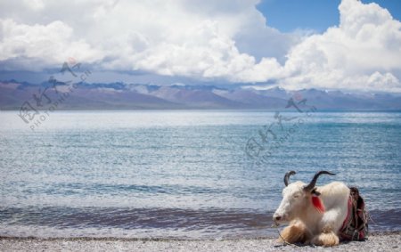 青海湖图片