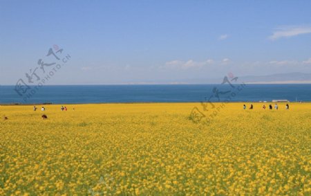 青海湖的油菜花图片