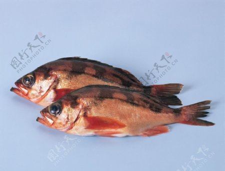 红鱼图片