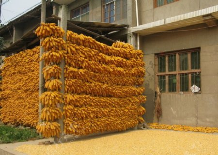 玉米架图片