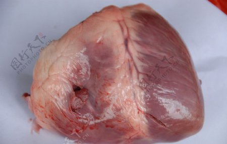 猪解剖心脏侧图片
