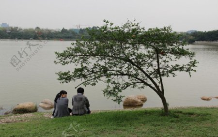 湖边小树旁的情侣图片