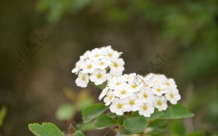 麻叶绣线菊图片